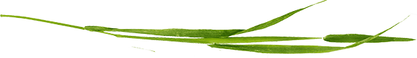 Imagem separadora
